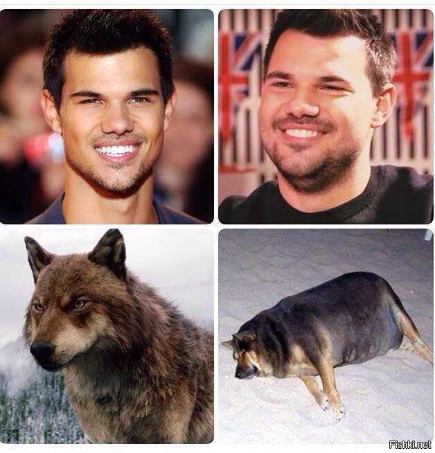 Тейлор Лотнер волк