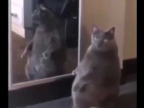 Кот в зеркале