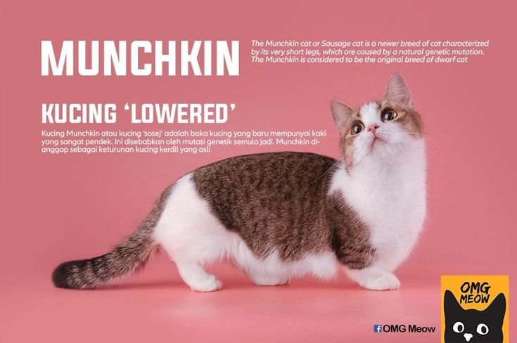 Вислоухий экзот Манчкин