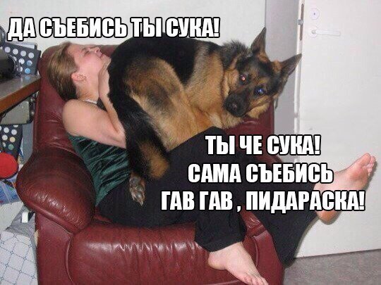 Смешные собаки мемы