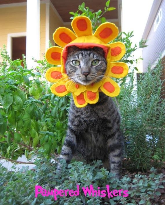 Кот с цветком на голове