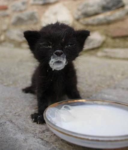 Черный котенок с молоком