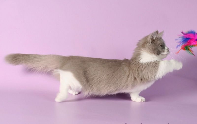 Коротколапый Манчкин