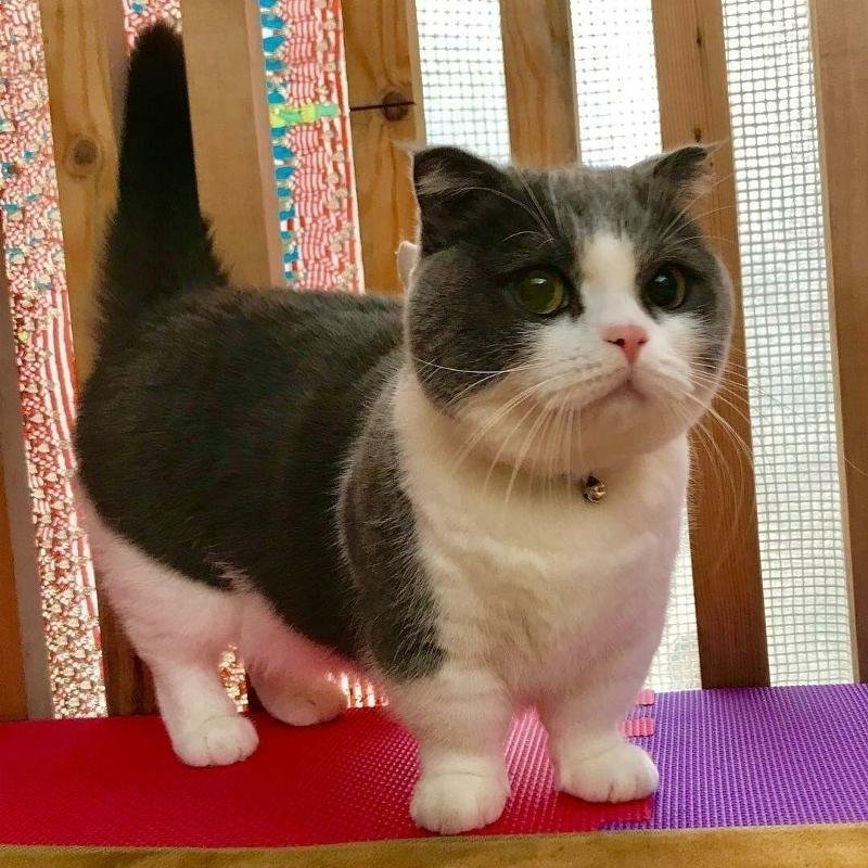 Манчкин (порода кошек)