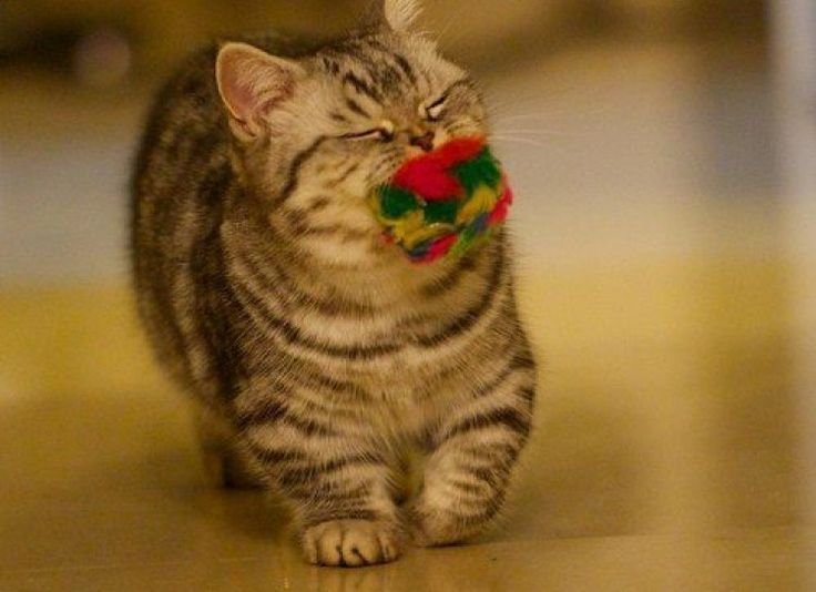 Манчкин кот полосатый