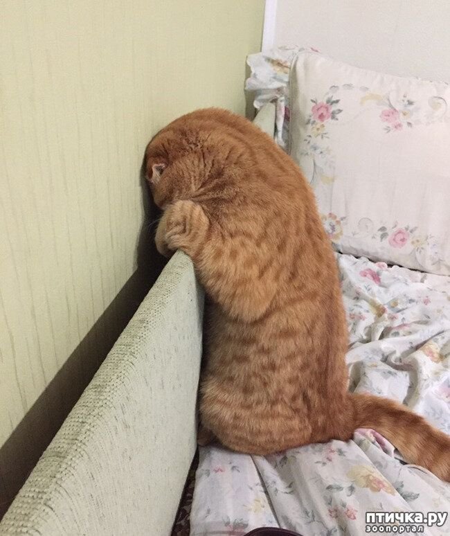 Обиженная кошка в углу