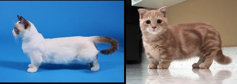 Манчкин кошка вислоухая