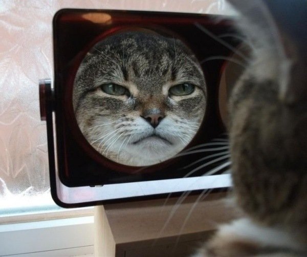 Кот в зеркале Мем