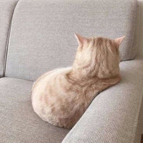 Кот отвернулся