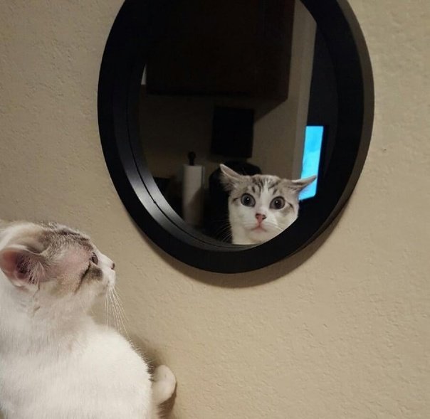 Отражение котика в зеркале