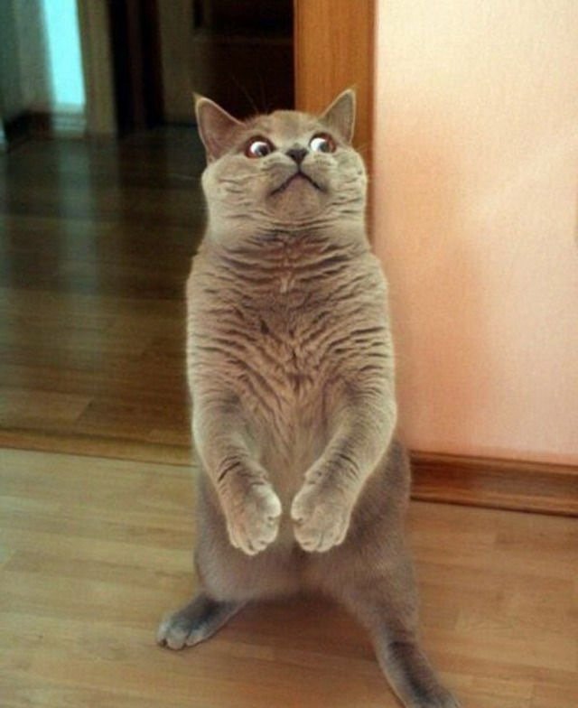 Смешной кот