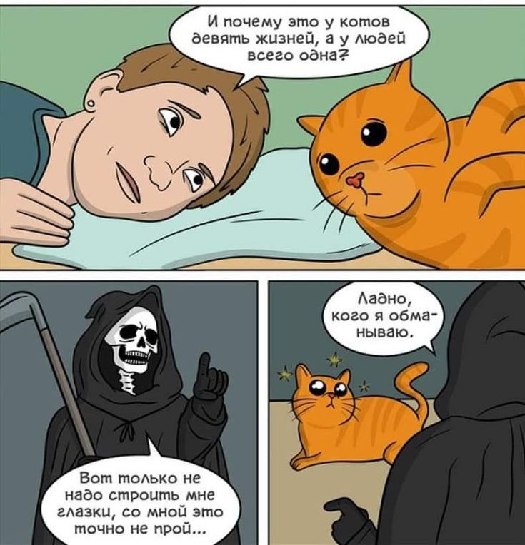 Шутки про кота