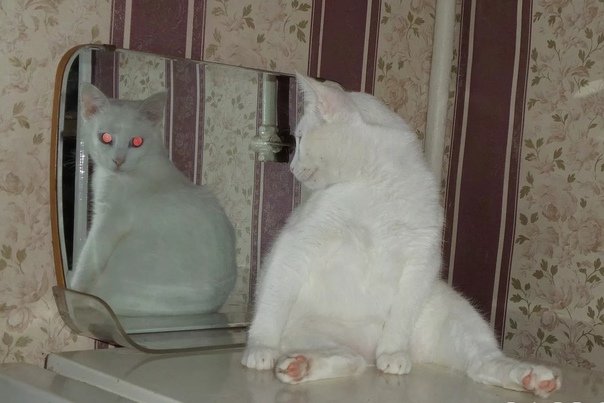 Зеркало кот