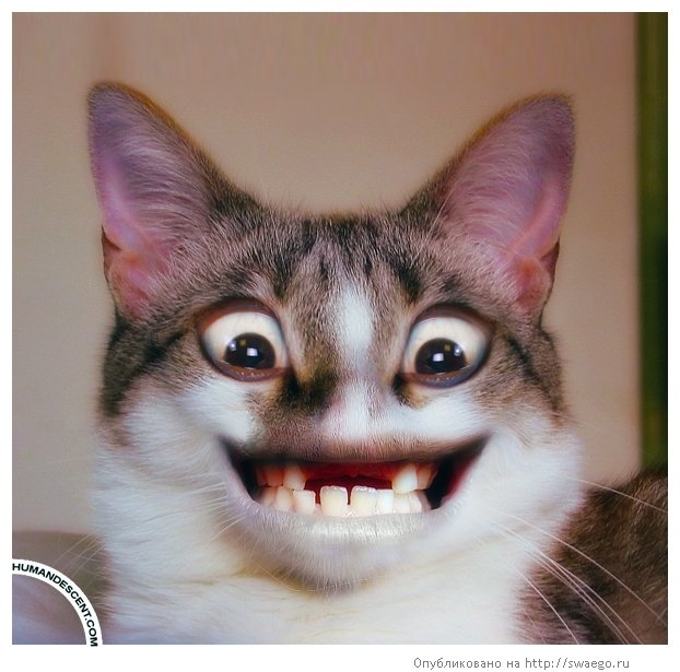 Смешные морды котов