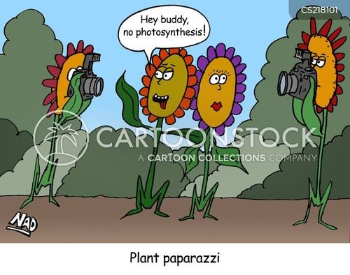 Шутки про растения