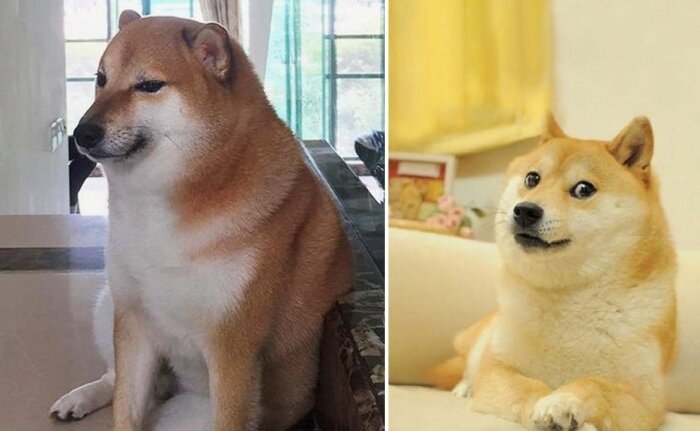 Кабосу собака