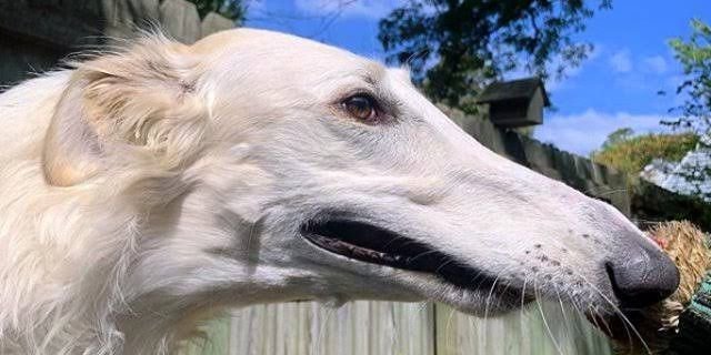 Русская борзая Эрис