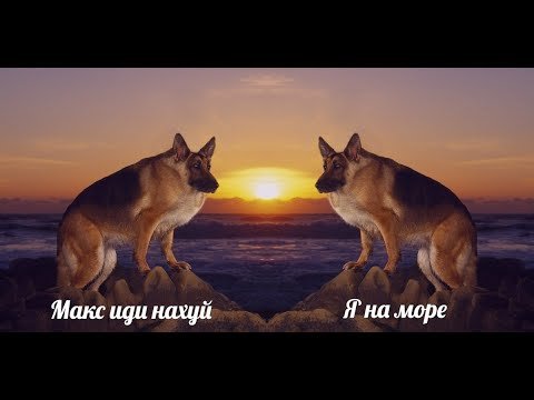 Макс иди овчарка Мем