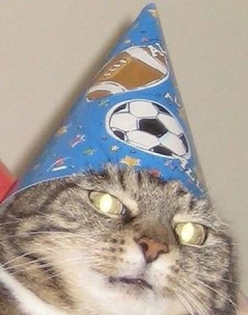 Колпаки кот