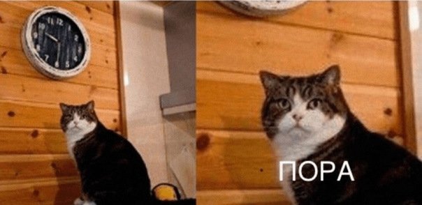 Мем котик с часами пора
