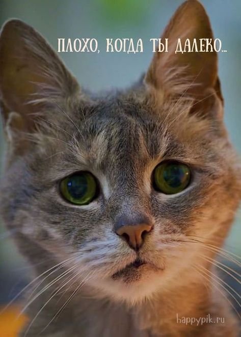 Я обиделась картинки