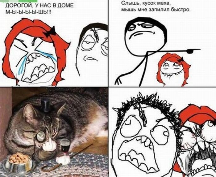 Мемы про котов