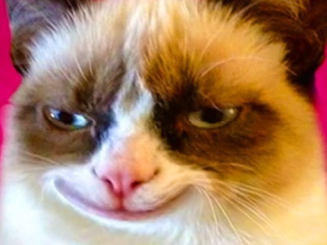 Недовольная рожа кота