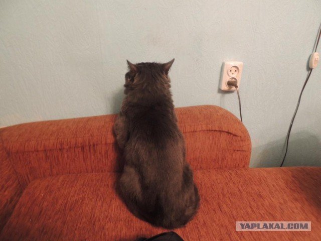 Кот отвернулся обиделся