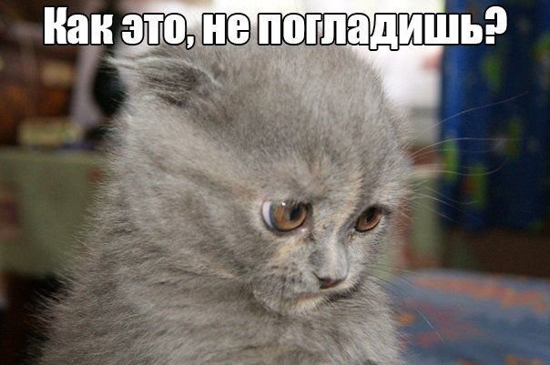 Обиженная киса