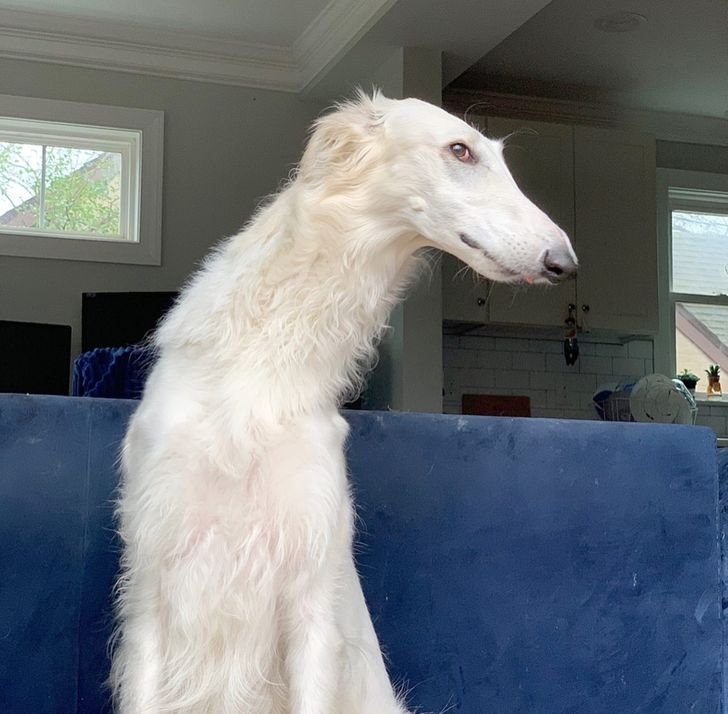 Русская борзая Эрис