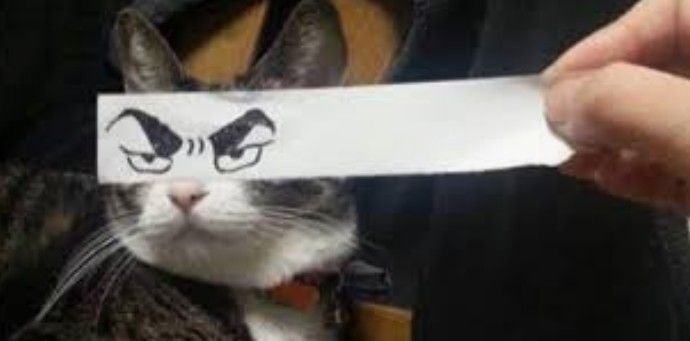 Коты смешнявки