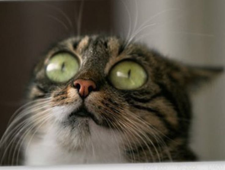 Испуганный кот