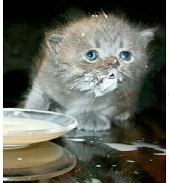 Котенок испачкался