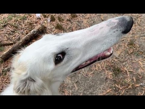 Собака с длинным носом