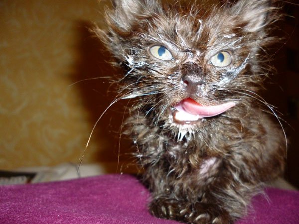 Котенок испачкался