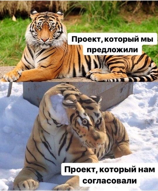 Тигр рулет Мем