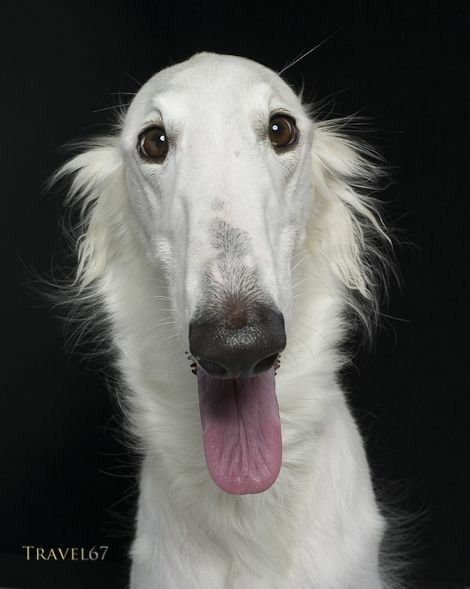 Русская псовая борзая нос