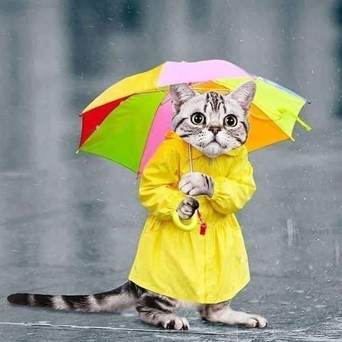 Кошка в дождевике