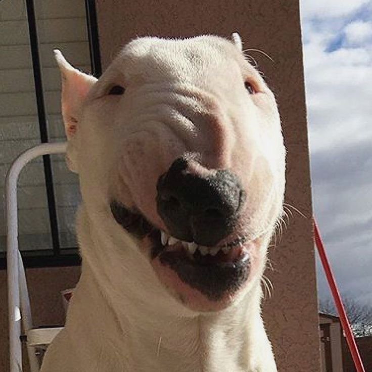 Бультерьер дремучка