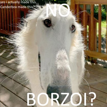 Русская псовая борзая с длинной мордой