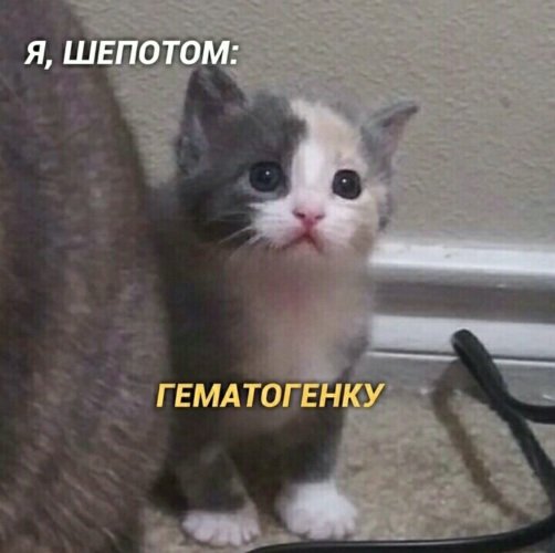 Мемы с котятами