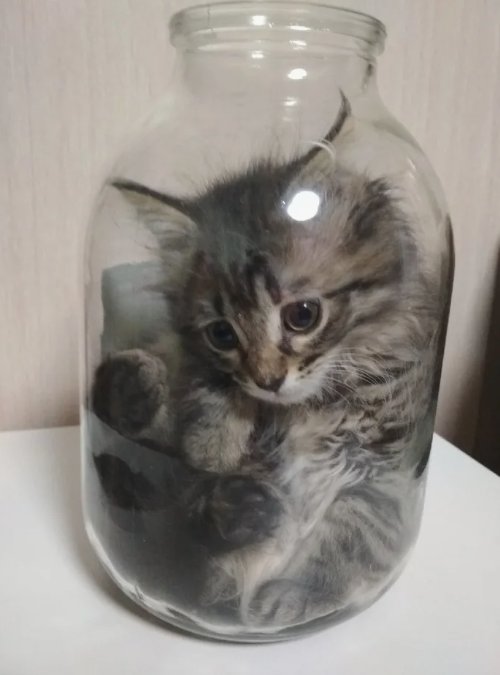 Кот в банке