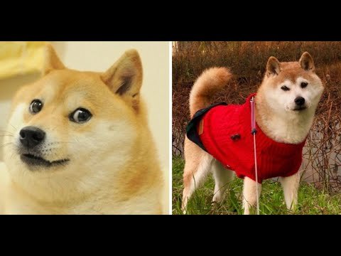 Кабосу собака Мем