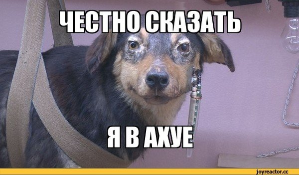 Мемы с собаками