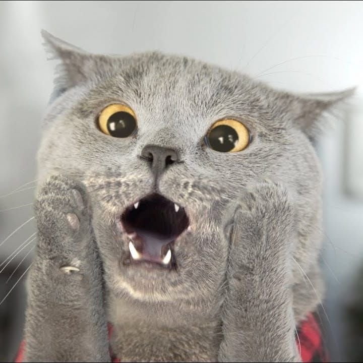 Кот в шоке