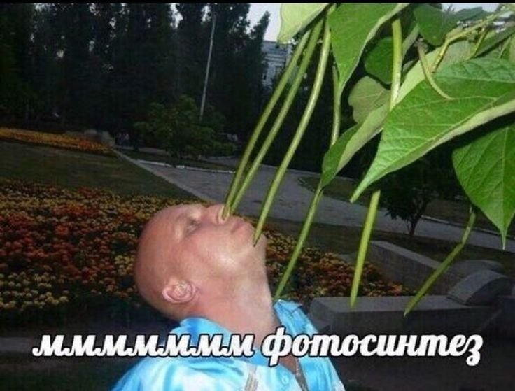 Угарные растения