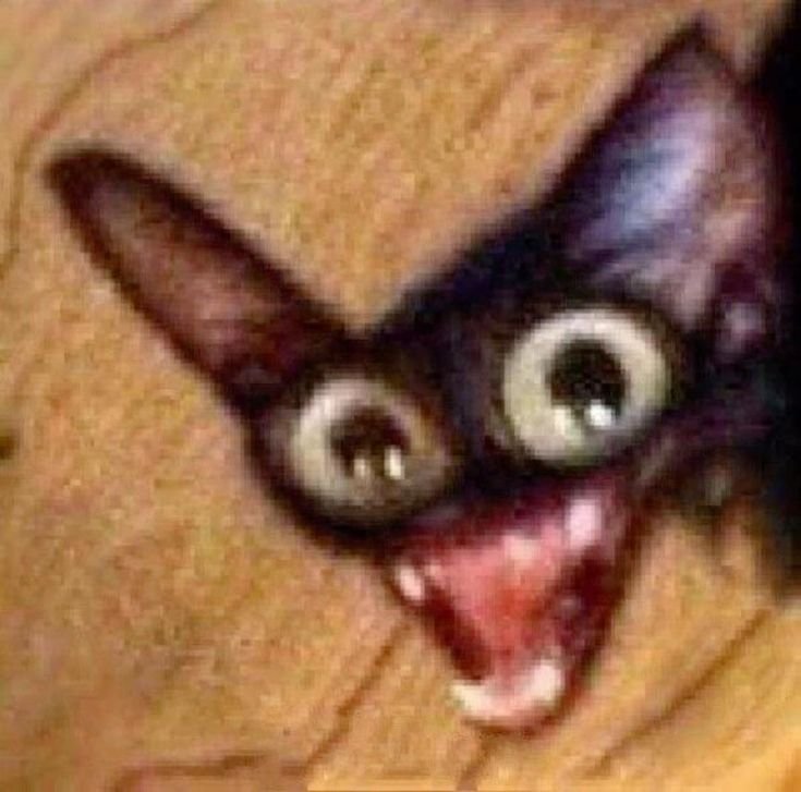 Сумасшедший кот