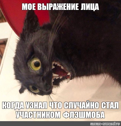 Кот предъявляет охренел?