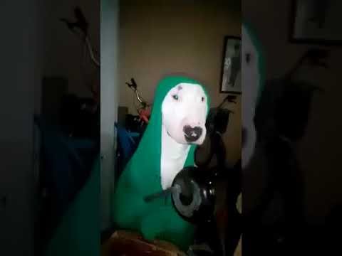 Собака са с ковородкой