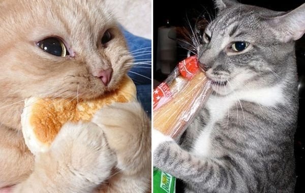 Кот ест булочку